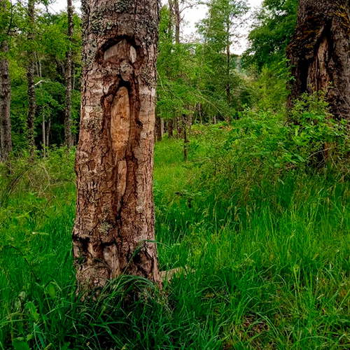 Ngen Mapu: El árbol guardián de una mujer mapuche. @pativalenzuela (f)