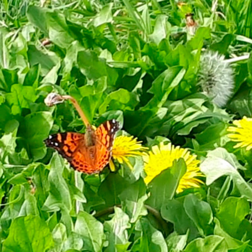 Newen Llampuzken: La fuerza transformadora de la mariposa.
